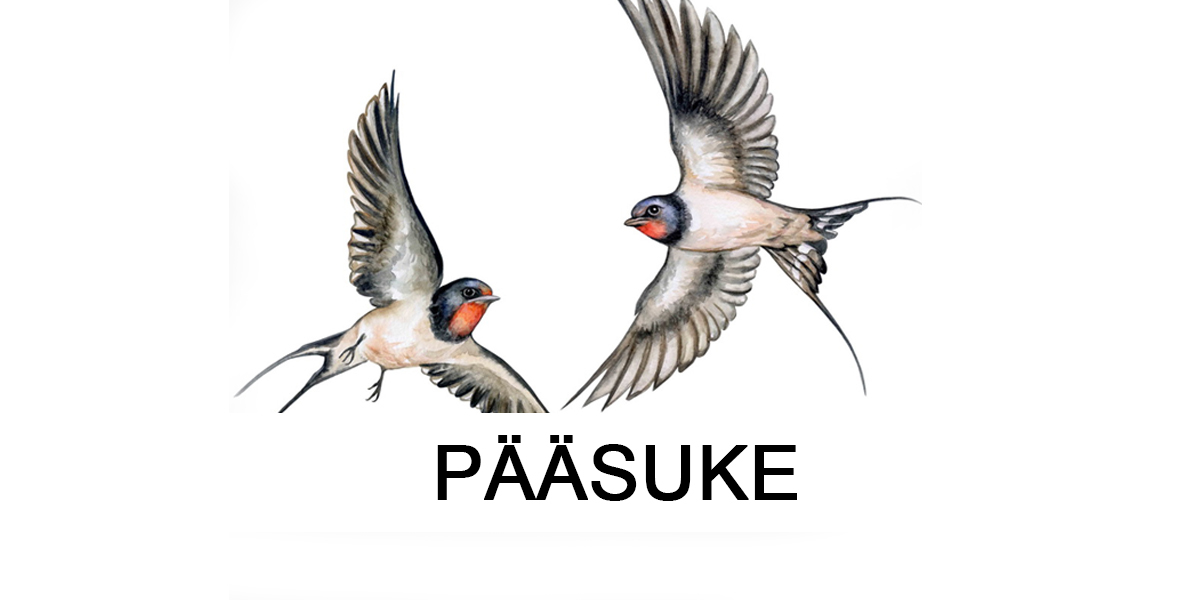 PÄÄSUKE